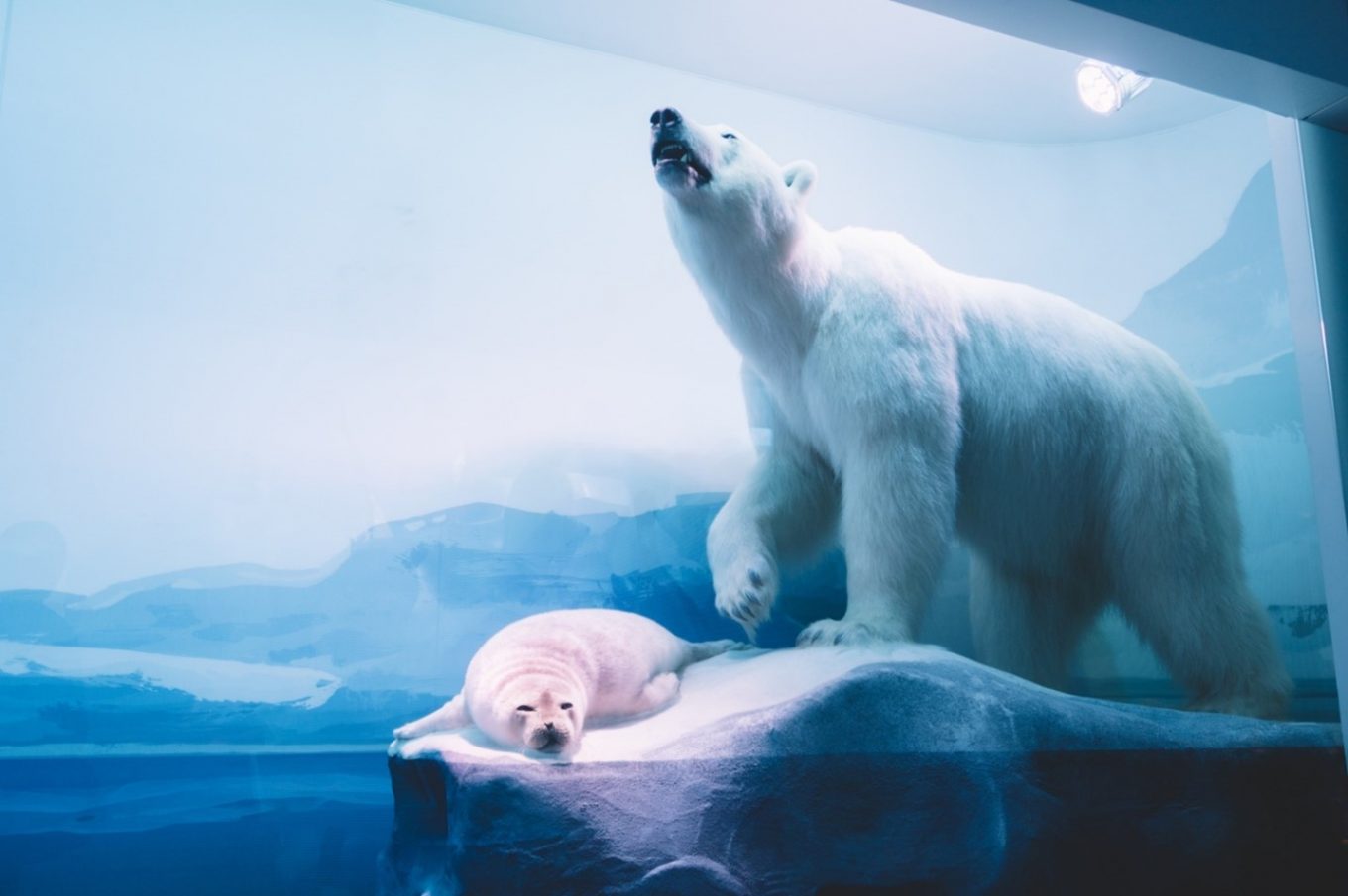 Matco Moving Solutions Moves a Stuffed Polar Bear